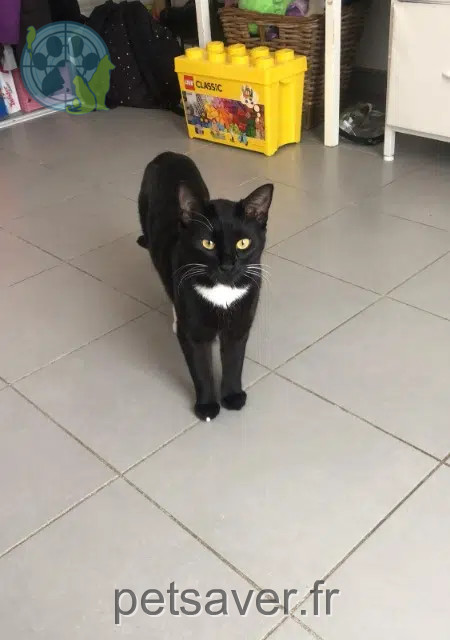 chatte reunited    Marseille Circé