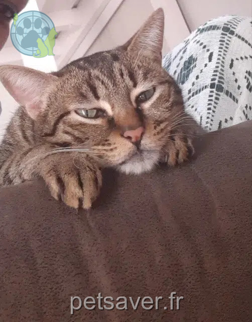 chatte reunited    Marseille Gaia