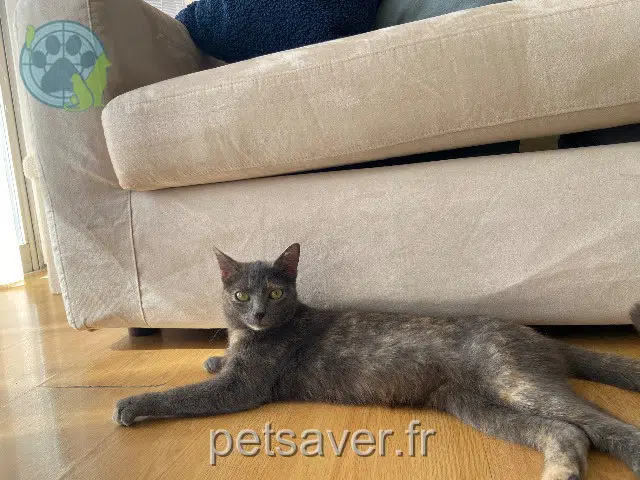 chatte reunited    Marseille Harissa