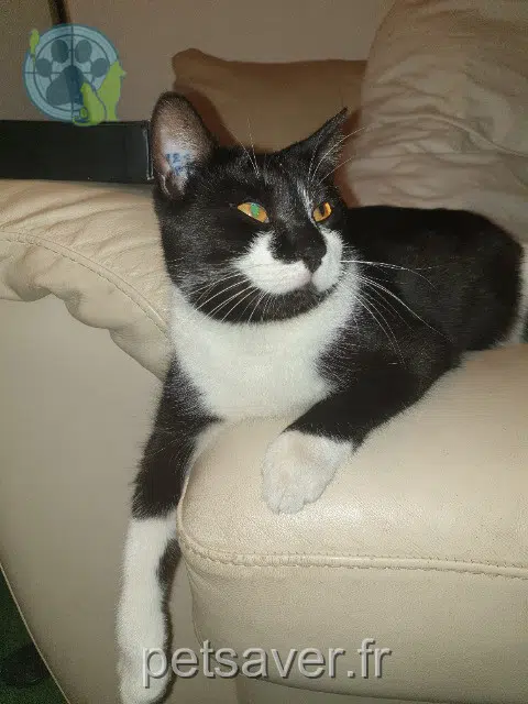 chatte reunited    Marseille Harley