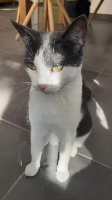 chatte reunited    Marseille Hera