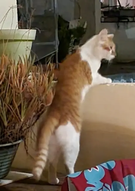 chatte reunited    Marseille Liliplume