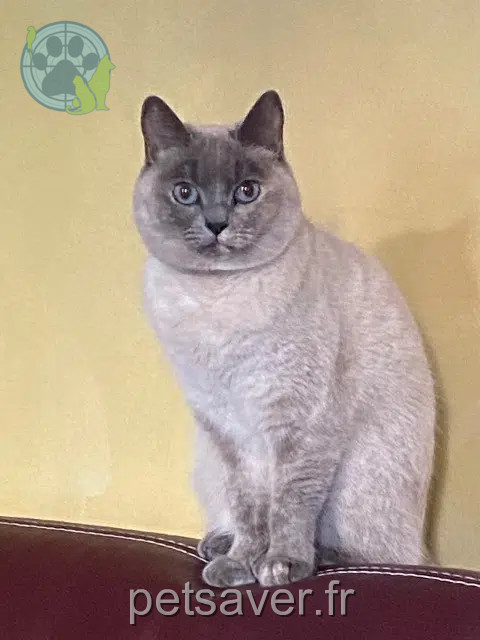 chatte reunited    Marseille Lilou