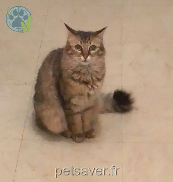 chatte reunited Marseille Lina