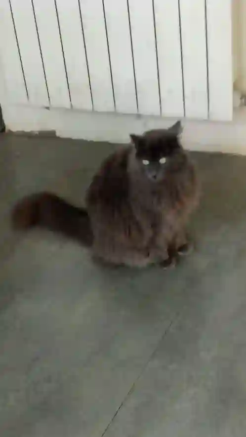 Chatte Trouvée 13 Bouches-du-Rhône Marseille - Lola Chatte Trouvée 13 Bouches-du-Rhône Marseille - Lola