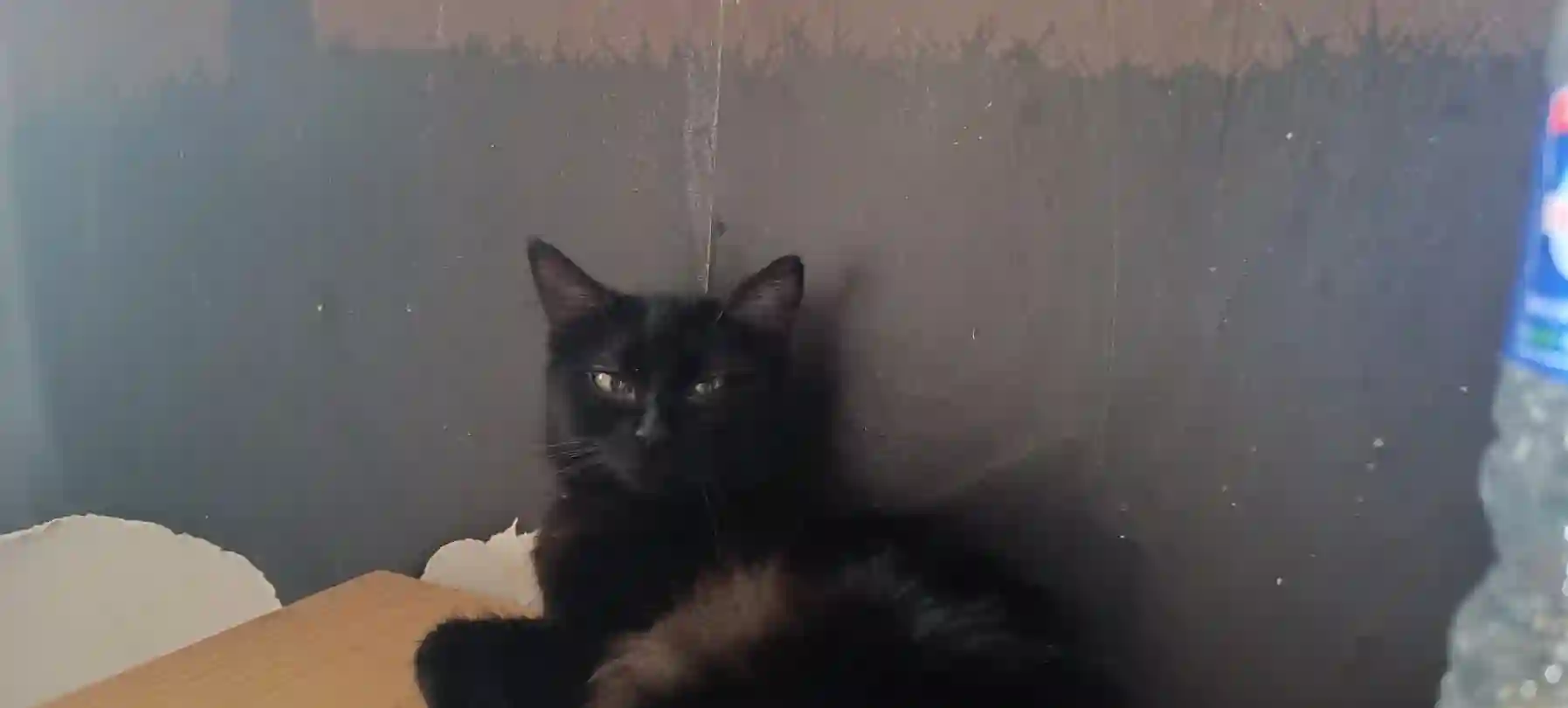 Chatte Trouvée 13 Bouches-du-Rhône Marseille - Macha Chatte Trouvée 13 Bouches-du-Rhône Marseille - Macha