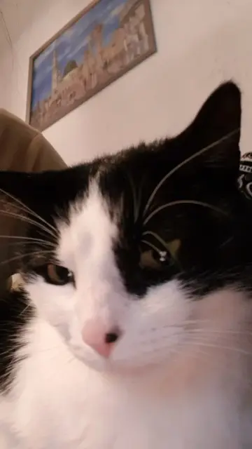 chatte reunited    Marseille Mili