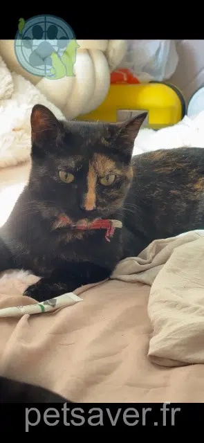chatte reunited Marseille Minnie