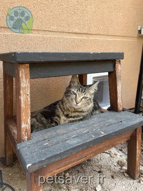 chatte reunited Marseille Nadja
