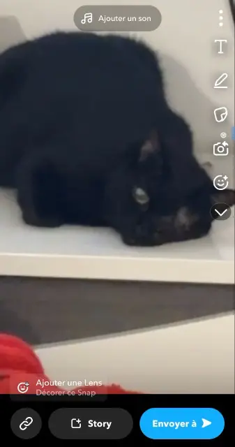 chatte reunited    Marseille NALA