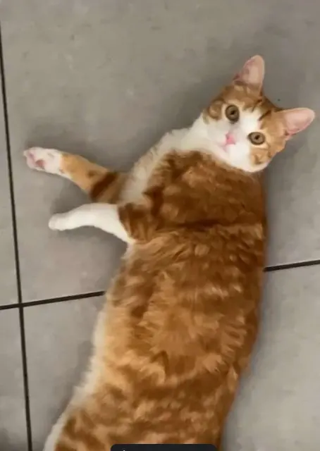 chatte reunited    Marseille Nala