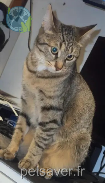 chatte reunited    Marseille NINI