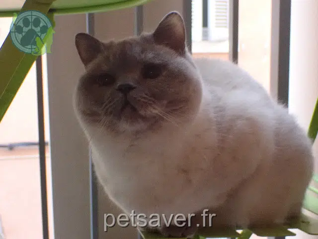 chatte reunited    Marseille Opium