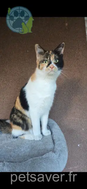 chatte reunited    Marseille Patate