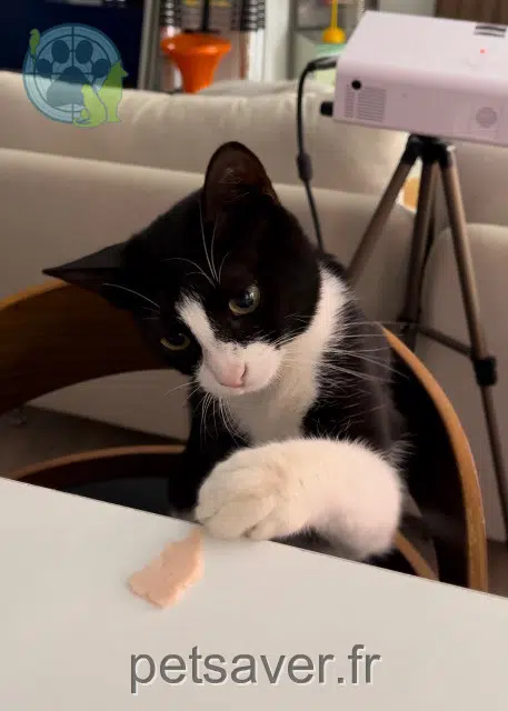 chatte reunited    Marseille Paulette