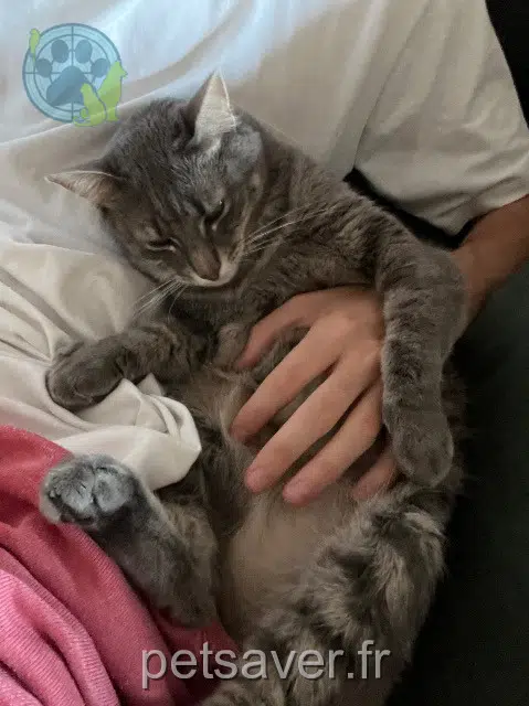 chatte reunited    Marseille Perle