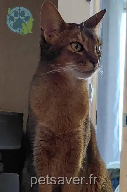 chatte reunited    Marseille Scarlett