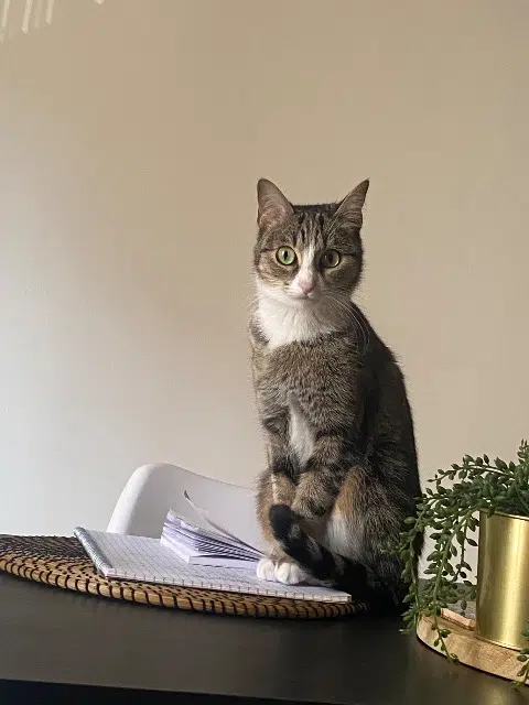 chatte reunited    Marseille Seiya