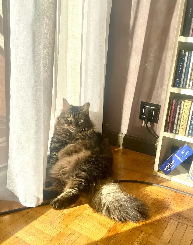 chatte reunited 34 Rue de Village 13006 Marseille Simone