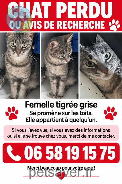 chatte reunited Marseille Stella