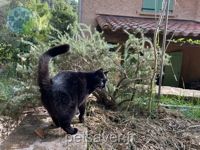 chatte reunited Marseille Tagada