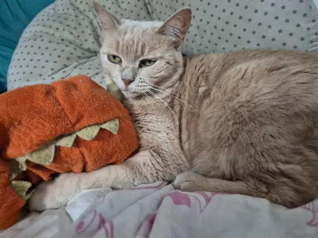 chatte reunited    Marseille Trice