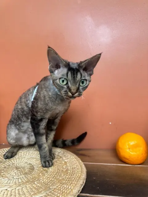 chatte reunited    Marseille Truffie