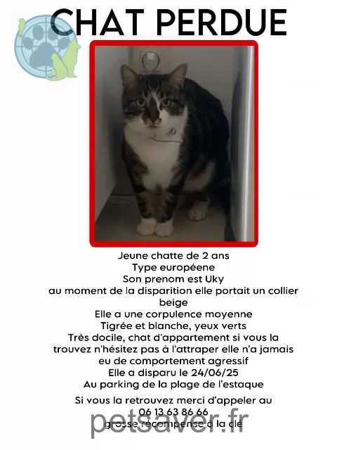chatte reunited Marseille uky