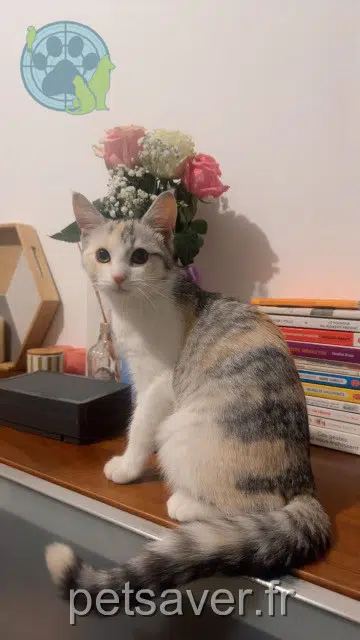 chatte reunited    Marseille Yelli