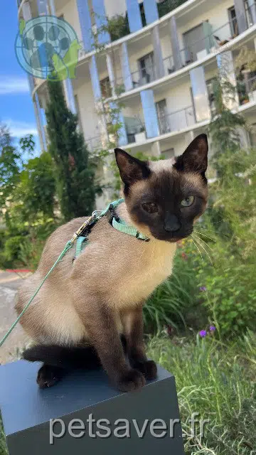 chatte reunited    Marseille Yuki