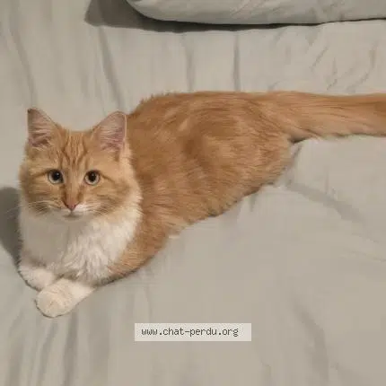 chatte reunited   13310 Saint-Martin-de-Crau Meimei