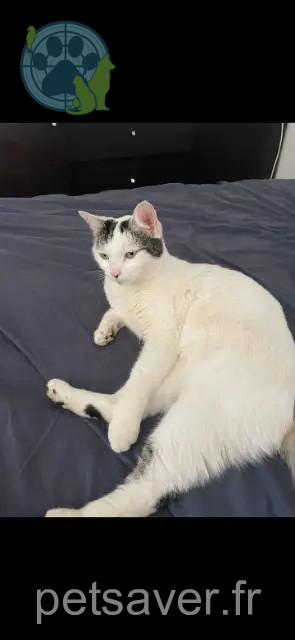 cat reunited 13770 Venelles Mia