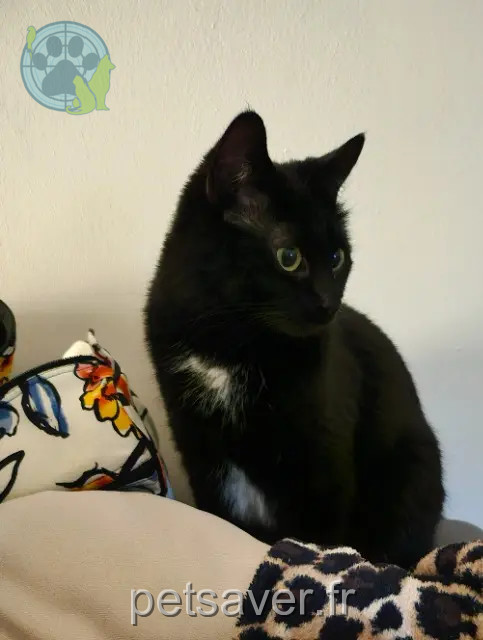 chatte reunited   13300 Salon-de-Provence Mikado