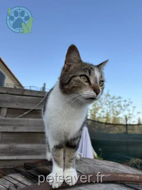 chatte reunited 13310 Saint-Martin-de-Crau Moon
