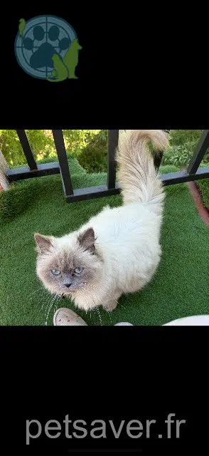 chatte reunited 13500 Martigues Moscou
