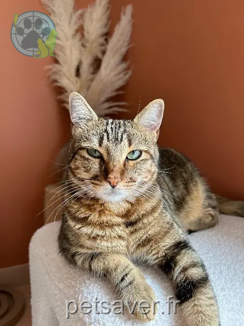 chatte reunited   13510 Éguilles Mykie