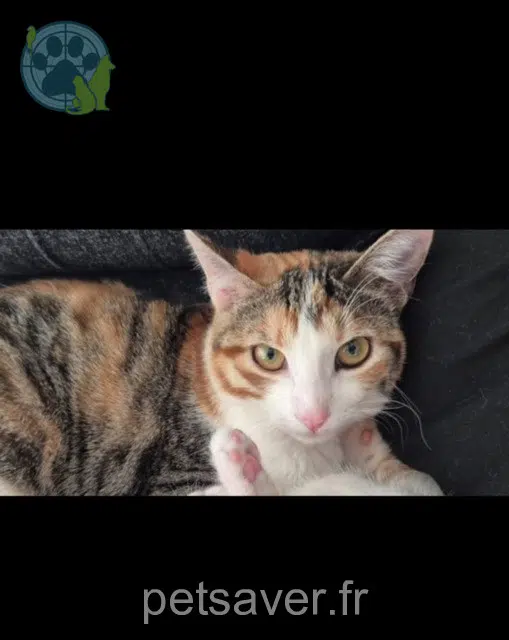 chatte reunited 13560 Sénas Nina