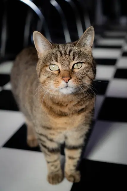 chatte reunited   13600 La Ciotat Nouchka