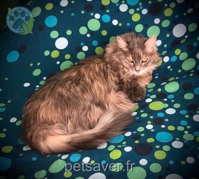 chatte reunited   13770 Venelles Pepsie