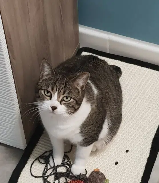 chatte reunited   13420 Gémenos Pipa