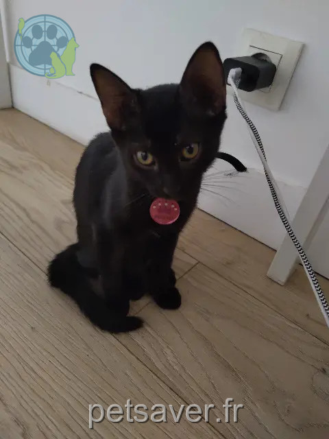 chatte reunited   13109 Simiane-Collongue Princesse