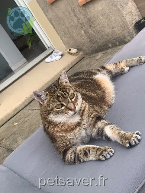 chatte reunited   13200 Arles Saya
