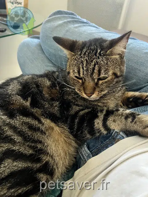 chatte reunited 13740 Le Rove Sissi