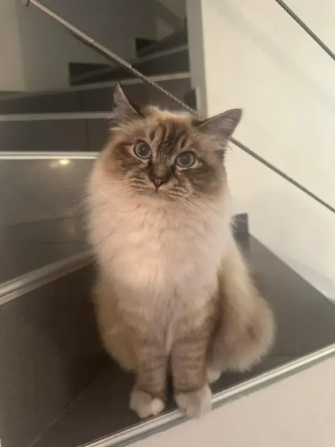 chatte reunited   13700 Marignane TAIGA