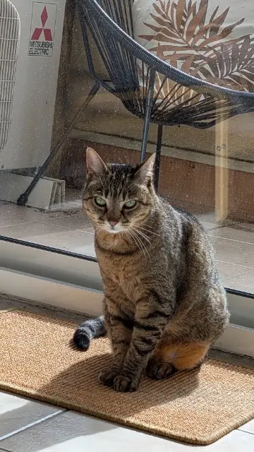chatte reunited   13760 Saint-Cannat Tallinn