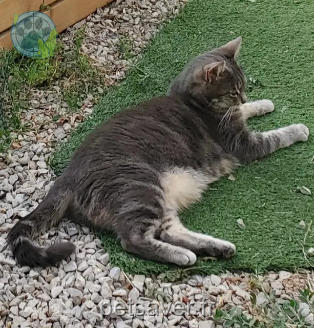 chatte reunited   13330 Pélissanne Tigresse