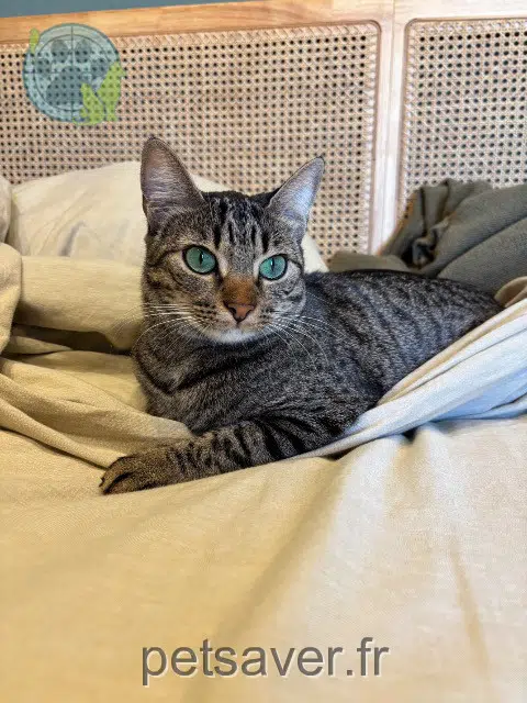 chatte reunited 13630 Eyragues Vitina