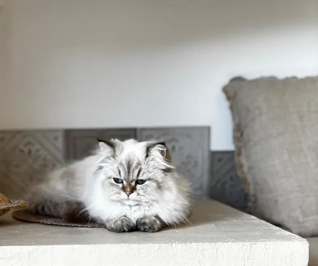 chatte reunited   13710 Fuveau White Bianca