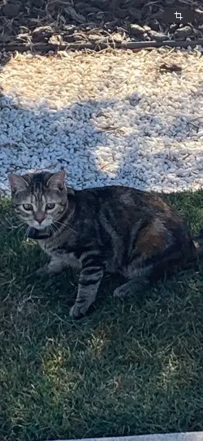 chatte reunited   13940 Mollégès Xia