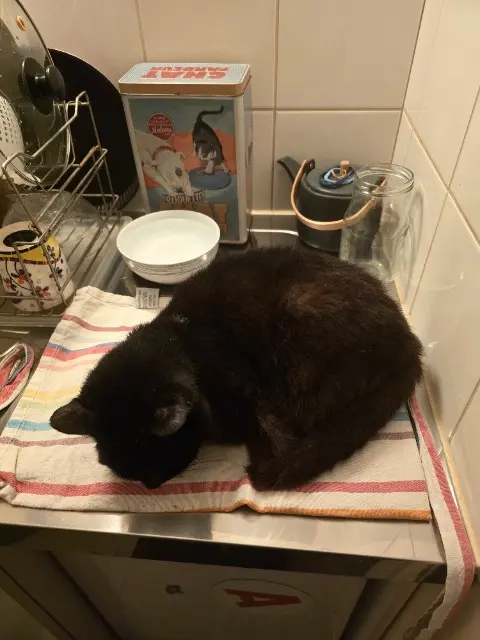 chatte reunited   14000 Caen Blanche